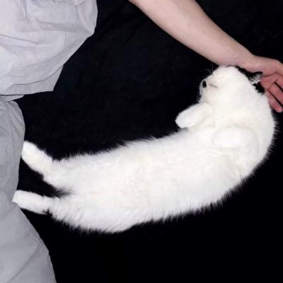 ¶΢ͷ