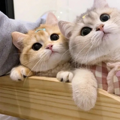 ȿɰèϵͷͼƬ