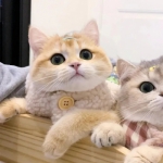 ȿɰèϵͷͼƬ