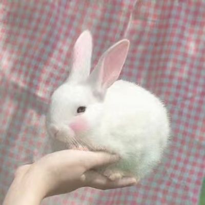 qqͷ˫ͷһһ