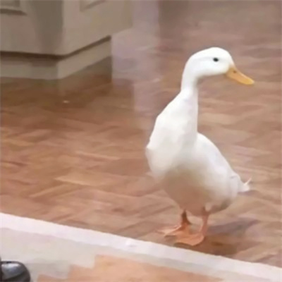 ϡкĿɰͨͷͼƬ