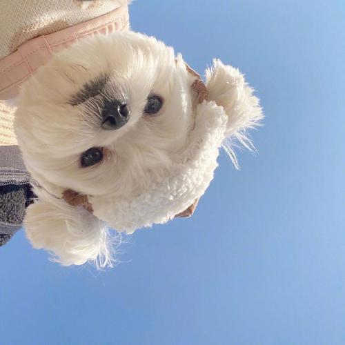 ɰȳ