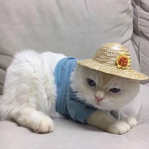 ɰСèͷ
