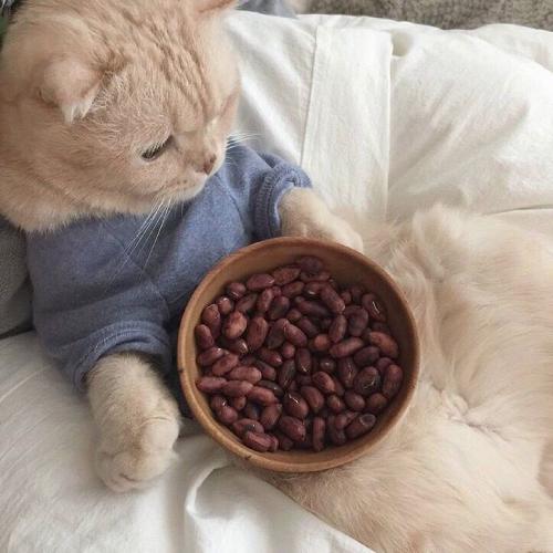 ʺͷȳͼƬɫССèϲ