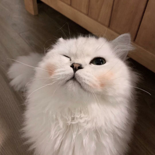 ɰȳͷȵСèСǷϲ