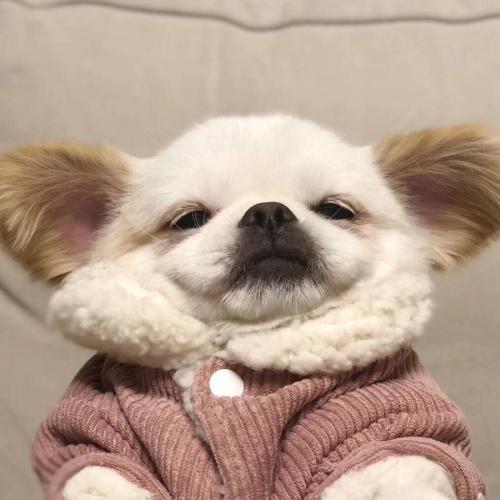 ȿɰСͼƬͷ