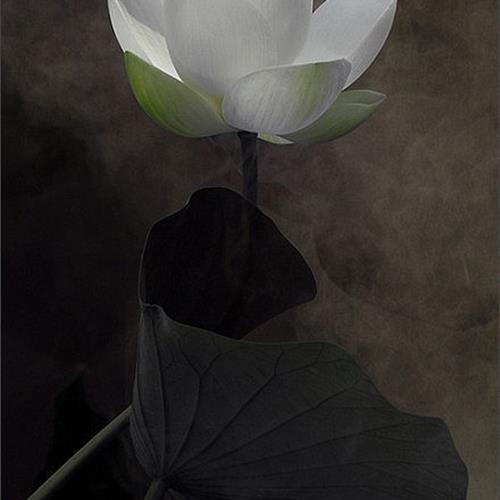 Ŵ׺ɻ΢ͷͼƬ