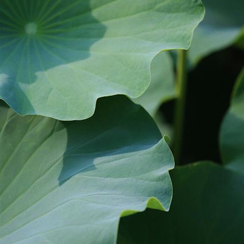 Ŵ׺ɻ΢ͷͼƬ