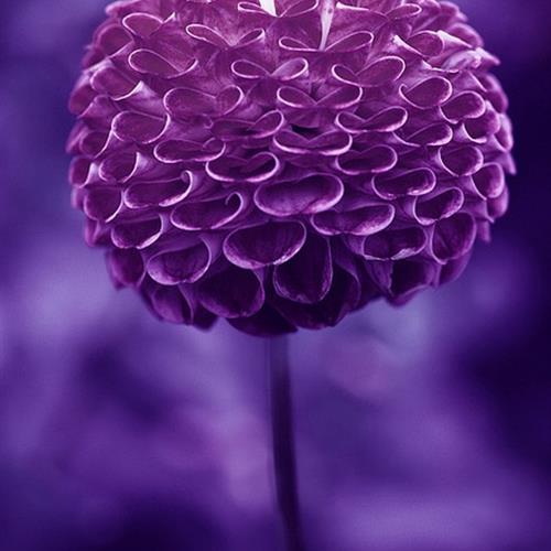 ΢ͷ΢ͷ
