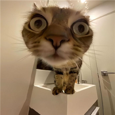 ̫ͷϼ