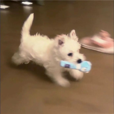 Ҹͷȫ
