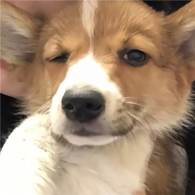 ݴͷܱ