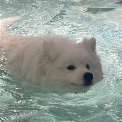 ɰȳСͷϼ