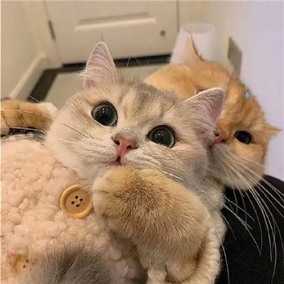 ɰûߵĳȳϲͷ