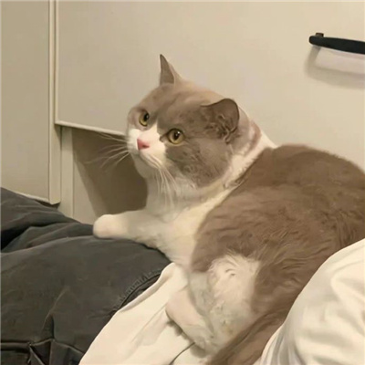 ûͷ
