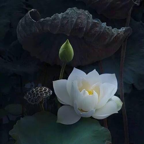 ˮкɻͷͼƬĿ