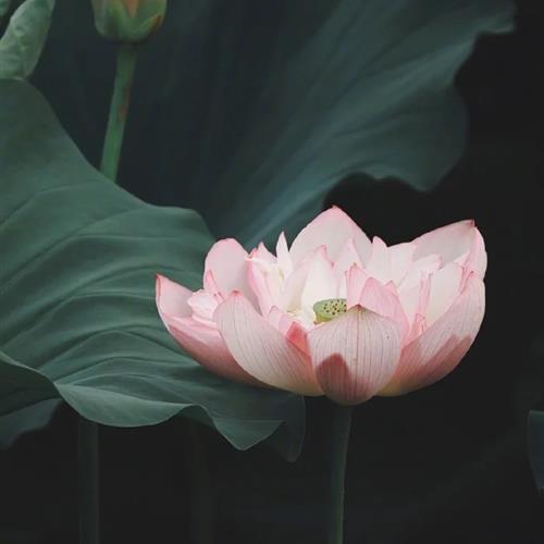 ˮкɻͷͼƬĿ