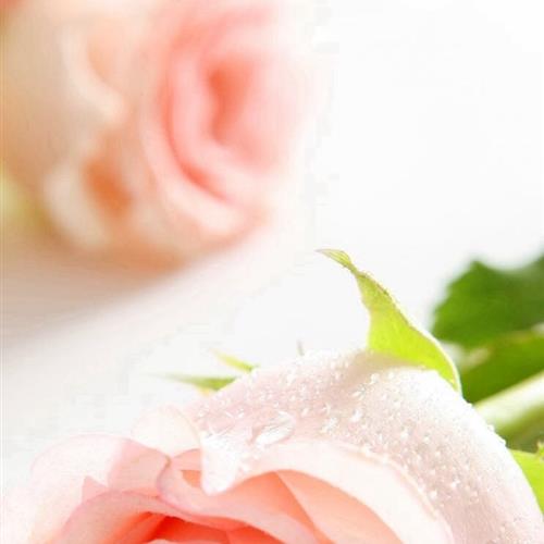 ͷչִɫʺĸ
