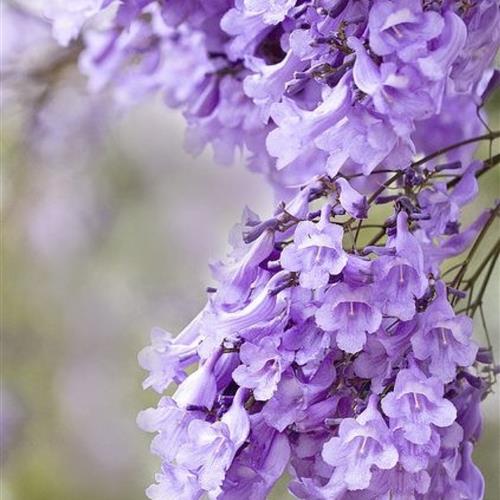 ͷչִɫʺĸ
