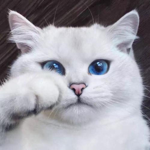 ΪӵСȳͷĿɰ