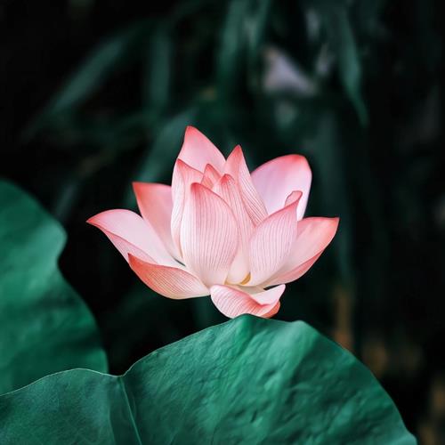 䣬ɻͷ֮