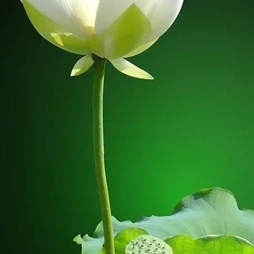 ɷɻͷչʾ֮